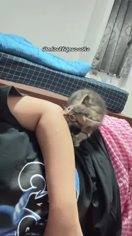 เวรกรรมของเด็กที่คิดจะหยุมแม่มีจริง ว่าแต่นี่ทำไรยัง #แมว #แมวเด็ก #babycat #kitten #fyp 