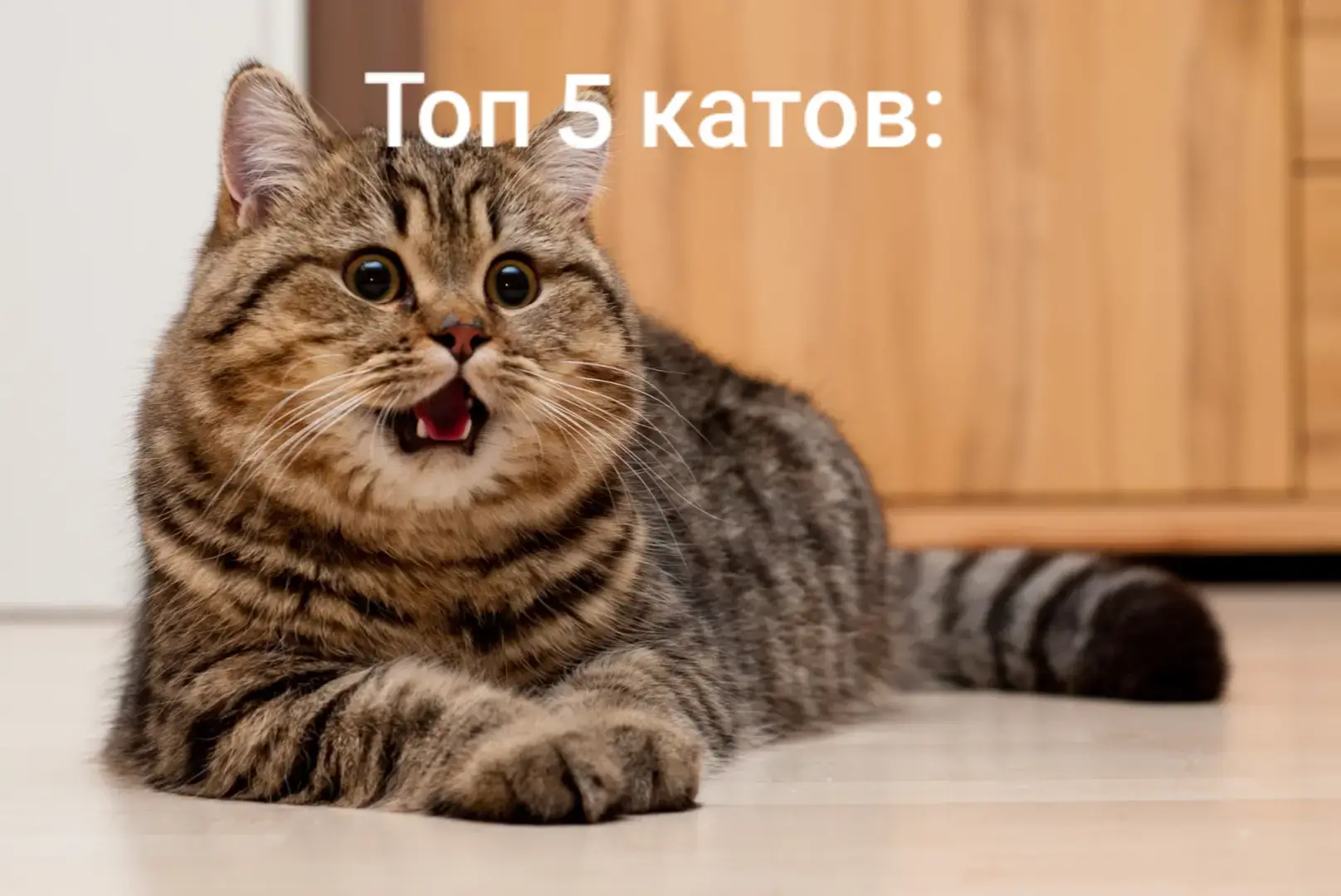 #каты # барciк# бингалская#себирская #катейки