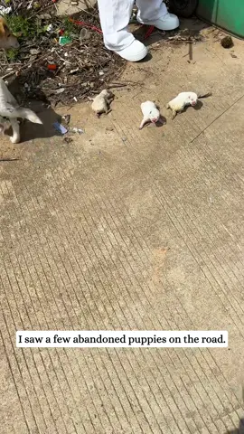 I found four newly born puppies in the trash can.#Rescue #animal #fyp #Rescueanimals #puppy 