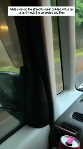 Poor bear #bear #rescue #bearsoftiktok #animals #animalrescue #animalsofttiktok 