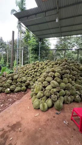 Sầu riêng daklak thu hoạch thôi nào