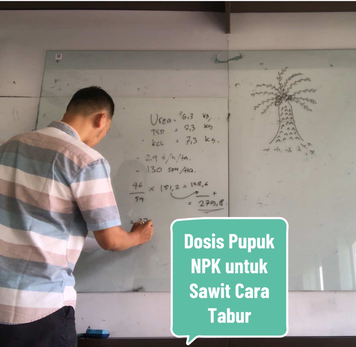 Dosis pupuk NPK kelapa sawit cara tabur/sebar #sawit #kelapasawit #sawitontiktok #fyp #pupuksawit #pupuk #pupuknpk 