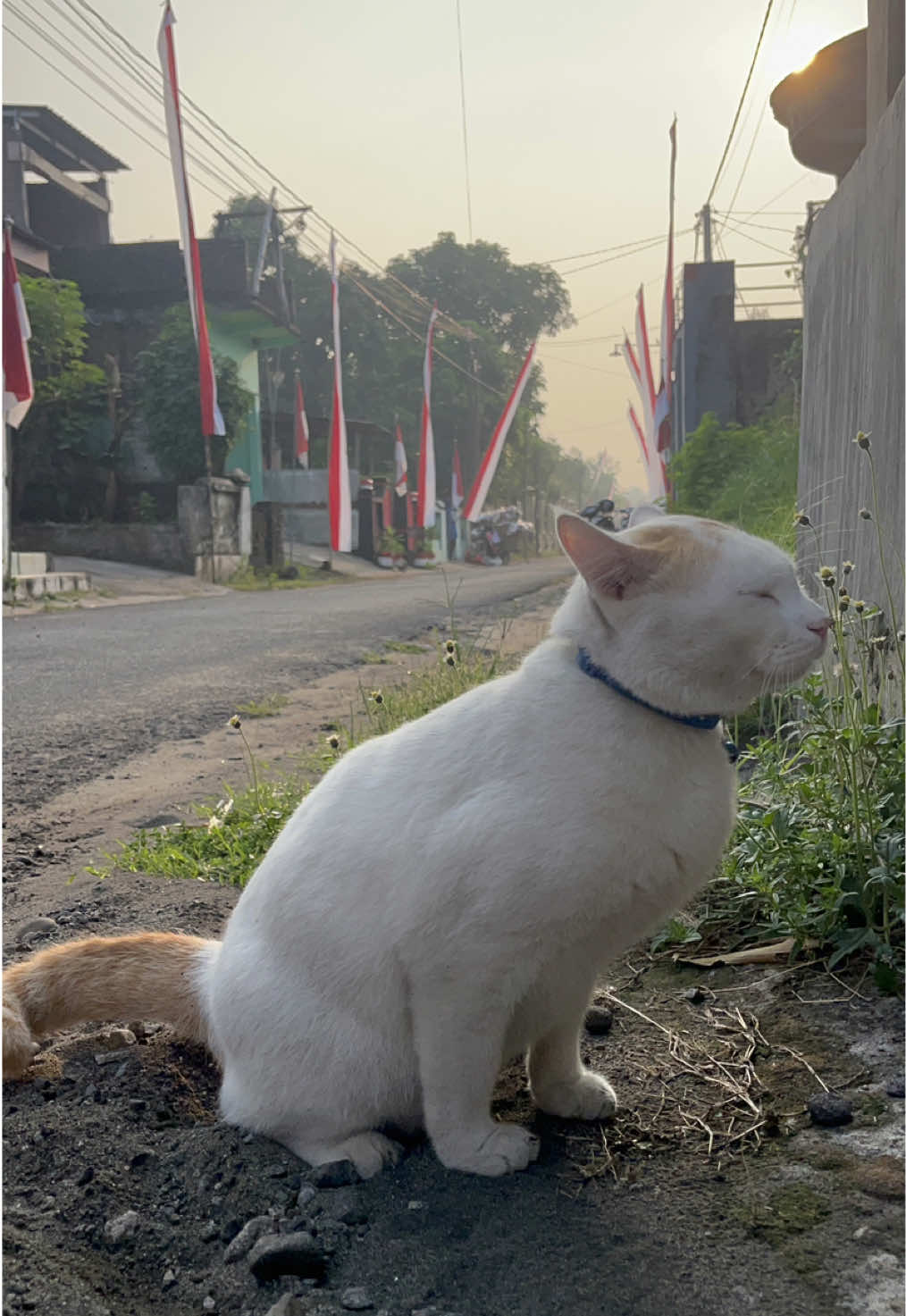 ra sido esdedik cil Ucil, wong ko etan wes uapik mlakune kyok gagah ngono, malah nguyoh ng pingger ndalan 🦭 #kucing #kucinglucu #kucingtiktok #catlovers #catwalk 