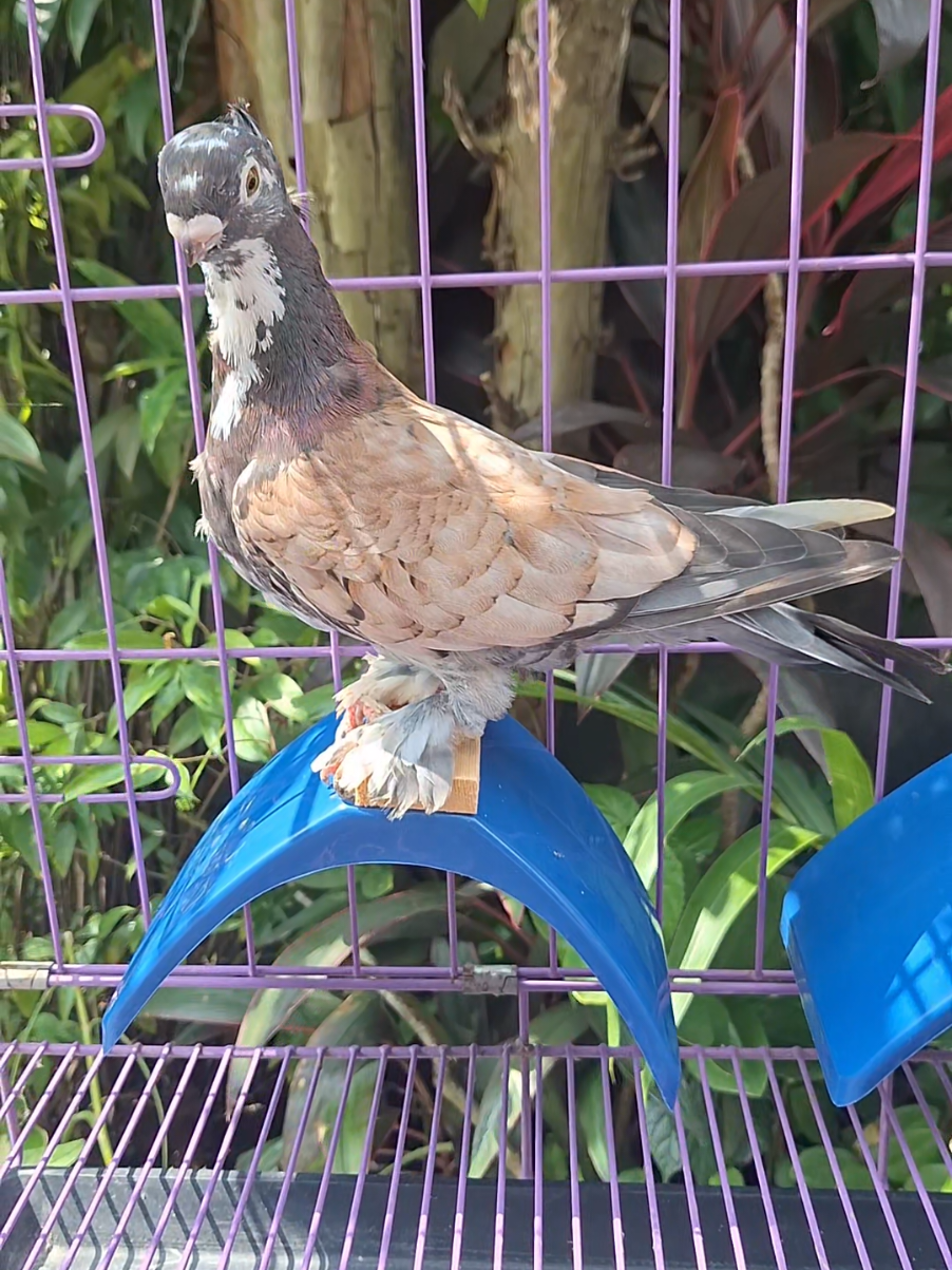 #fyp #pigeonperch #perch #kalapatids #kalapati 