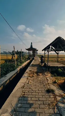 Mungkin Nanti | Peterpan, menikmati sawah #sawah #padi #alam 