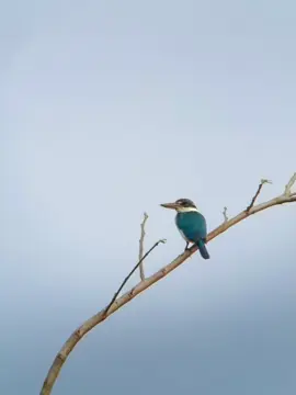 burung kingfisher berkerah di tengah suasana berkabut 🥶 #kingfisher #birding #wildlife #birdphotography   #fypシ゚ 