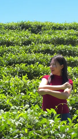 ရှမ်းမြောက်အလှ🥰🍃#ရောက်ချင်တဲ့နေရာရောက်👌 #သဘာဝအလှ #လက်ဖက်ခြံရောက်အမှတ်တရ😁😁 #foryou #fyp #viral #tiktokmyanmar🇲🇲 #ရှမ်းပြည်နယ်မြောက်ပိုင်း 