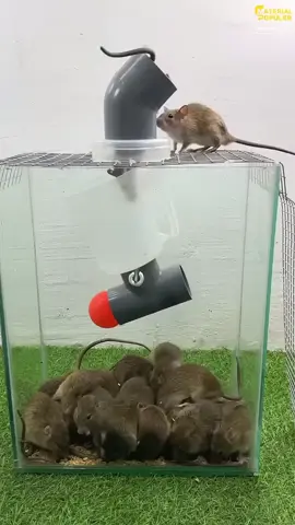 tikus unlimited