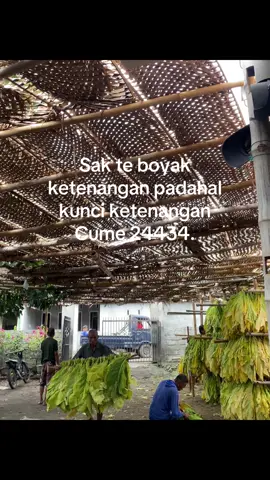 #sasaklombok #katakatasasak #foryou #xybca 
