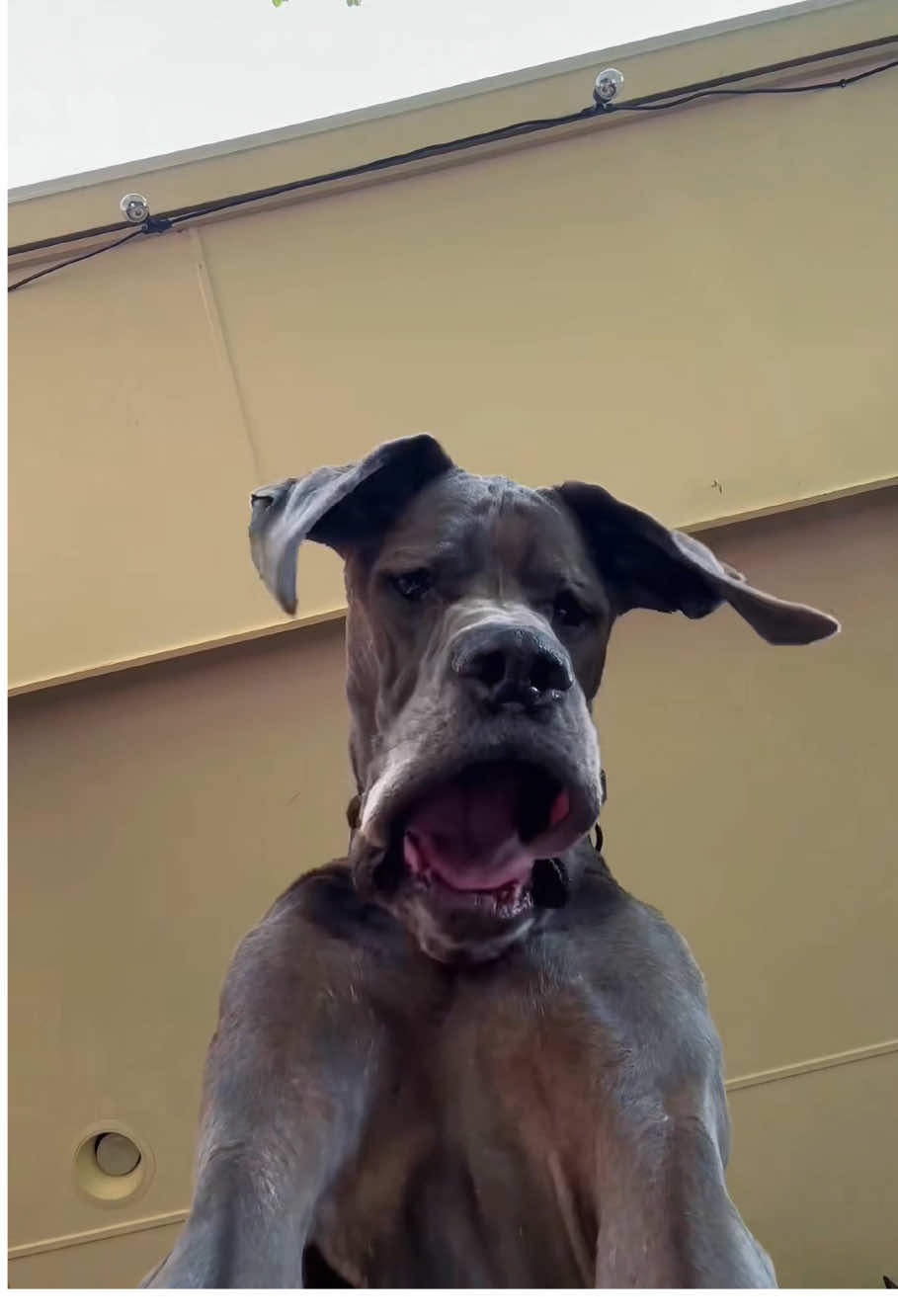 Funny Great Dane#dog#funny#funnyanimals#funnypets#animals #dogsofttiktok #pet #foryou #longervideos