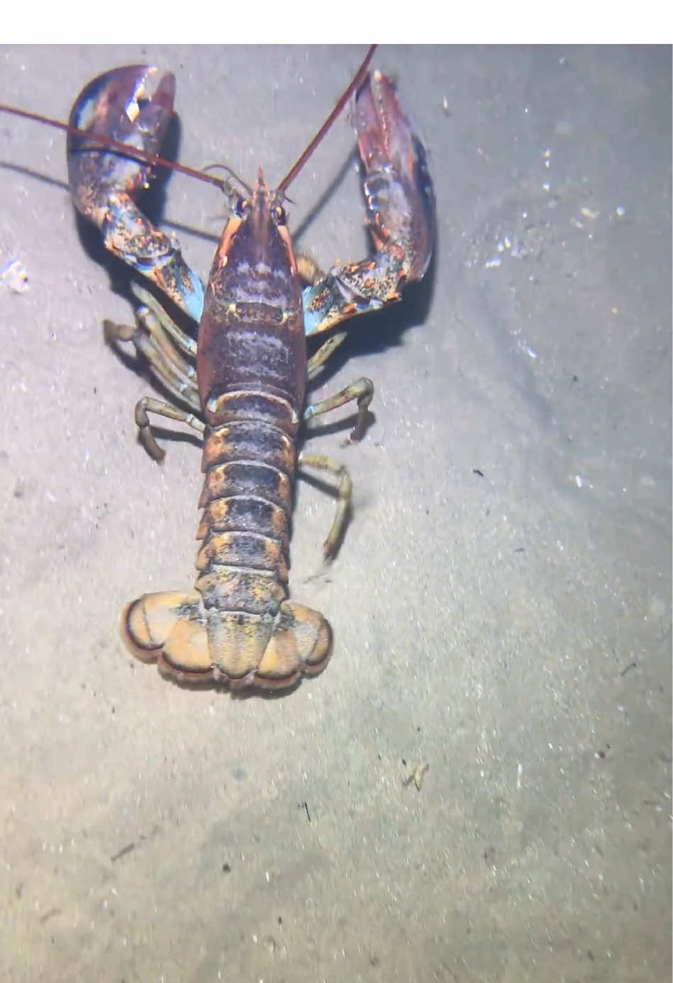 Diving at the bottom of the sea