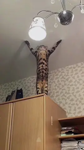 They’re not cats anymore. 