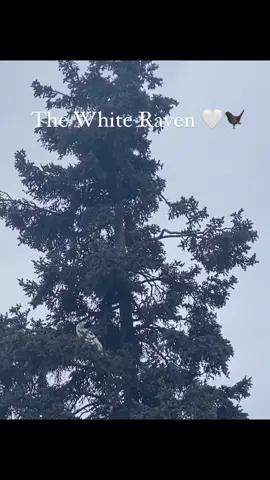 @eat.outdoors We spotted the white raven in Anchorage, Alaska yesterday 🐦‍⬛🤍  #raven #whiteraven #alaska #birdlovers #birds               