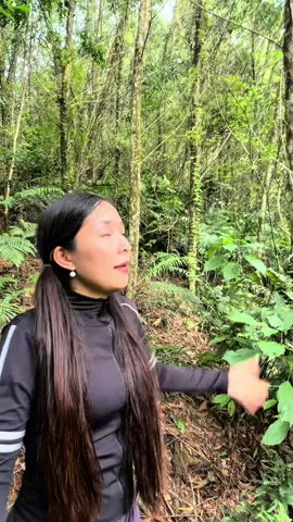 Một Bác nhờ e Mây đăng vdeo bác í muốn bán rừng keo 5ha bước sang năm t8 ,thông tin e để phía dưới 👇  #comayhagiang  #gokeo  #xaykenh