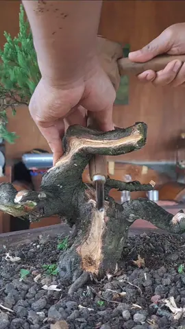 Juniperus Chiensis Tanuki #fypシ゚viral #tanuki #juniperuschinensis #bonsaitree #belajarbonsai 
