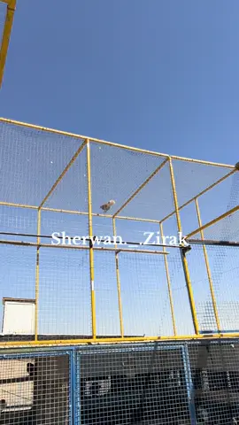 #خۆشەویستن_هەمووتان #کۆتربازەکان_چاومانن #کۆترەکانی_مۆلیدە #سەتی_باداوە #gurga_79 