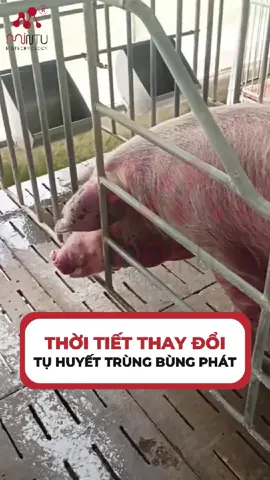 🌦️ Thời tiết thất thường – Nguy cơ bệnh tụ huyết trùng trên đàn lợn! 🐖 Bà con lưu ý: Bệnh tụ huyết trùng do vi khuẩn Pasteurella gây ra, lây lan rất nhanh. Lợn nhiễm bệnh thường: ⚠️ Sốt cao, bỏ ăn ⚠️ Thở khò khè, khó thở ⚠️ Có thể chết chỉ sau 1–2 ngày nếu không kịp phát hiện ✅ Cách phòng bệnh hiệu quả: 💉 Tiêm vaccine tụ huyết trùng định kỳ 🏠 Giữ chuồng trại khô thoáng, mật độ hợp lý 💊 Bổ sung vitamin, điện giải giúp tăng sức đề kháng 📞 Bà con chăn nuôi lợn đang gặp phải tình trạng này? 💬 Để lại bình luận hoặc gọi ngay hotline để được kỹ thuật viên tư vấn chi tiết, hoàn toàn miễn phí! --------------- 🏢 MINTU - GIẢI PHÁP THÚ Y CHĂN NUÔI TOÀN DIỆN 🕐 Thời gian làm việc: 8h00 - 17h30 từ T2 - CN 🇻🇳 Trụ sở chính: 📍Số 1 ngõ 98 đường Trâu Quỳ, Trâu Quỳ, Gia Lâm, Hà Nội. ☎Hotline: 0964.545.869 #ThuốcThúYMintu #MT_Ingold #MT_Agavi #TảchâuPhi #virus