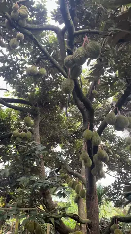 Trái như dâu luôn ae 