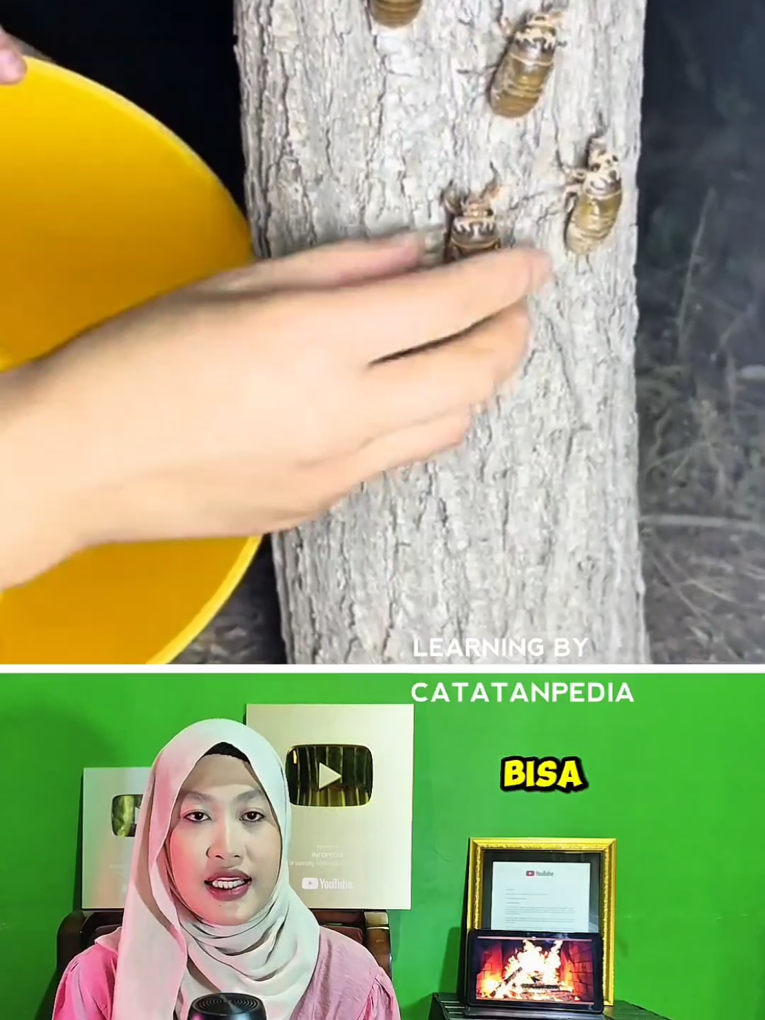Budidaya Tonggeret Emas Dihargai Sampai Rp600 Ribu/kg