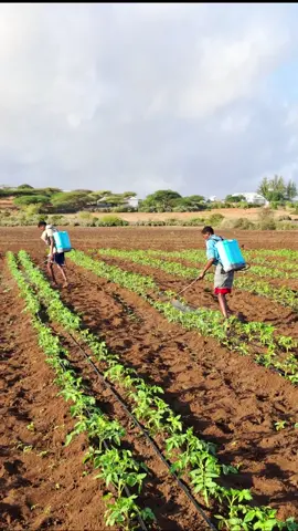 shaqaa sharaf leh #viral #somalitiktok #somalimogadishu #farm#foryoupage 
