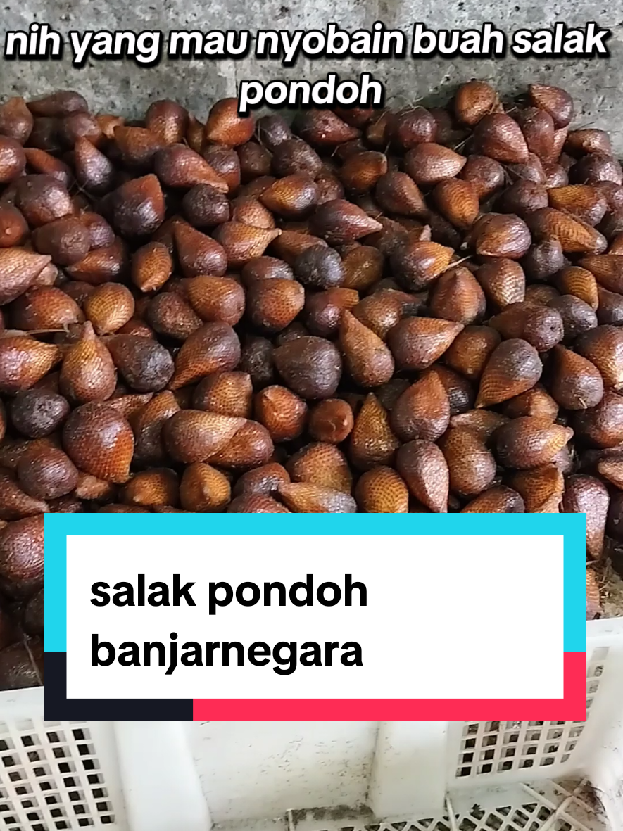 salak pondoh banjarnegara#salak #salakpondoh #salakpondohbanjarnegara 