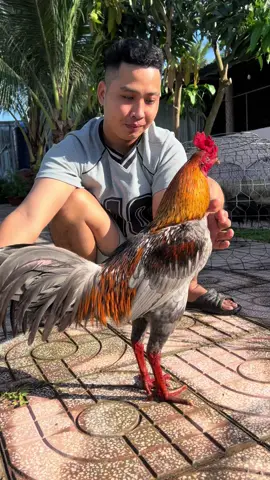 Xám tơ 3k1 dú thêm chút nữa là ok nha, chúc ae xem clip vui vẻ…