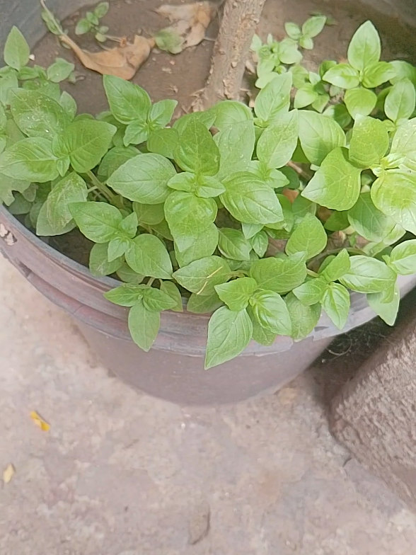Progress of nazbo(ناز بو)🌿#plants #gardening #gharkabaagh 