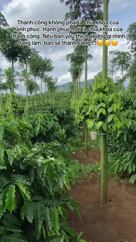 Còn ít bụi tiêu đôn ( hạ ) cho xong . Còn mà chăm cho phủ trụ nữa chứ, kịp giá 200k nữa …!😆😆😆#49lamdong #lamnong #xuhuongtiktok #xuhuongtiktok 