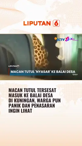 Macan tutul nyasar dan masuk balai desa di Kuningan, Jawa Barat. Warga sekitar pun geger, tapi juga penasaran ingin melihat keberadaan macan tutul. #liputan6 #liputan6sctv #newssctv #fypage #trending #fyppage #beritaterbaru #beritatiktok #berita #viral #trend #fypdong #fypシ゚ #fyp