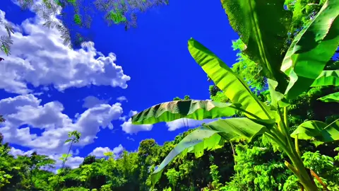 প্রকৃতির মাঝে থাকলেই বোঝা যায়, সুখ আসলে খুব সাদামাটা।”😊🌿 #প্রকৃতি #sky #anfeezemyaccont #viral_video_tiktok #foryoupageofficiall @kamrul_f5 