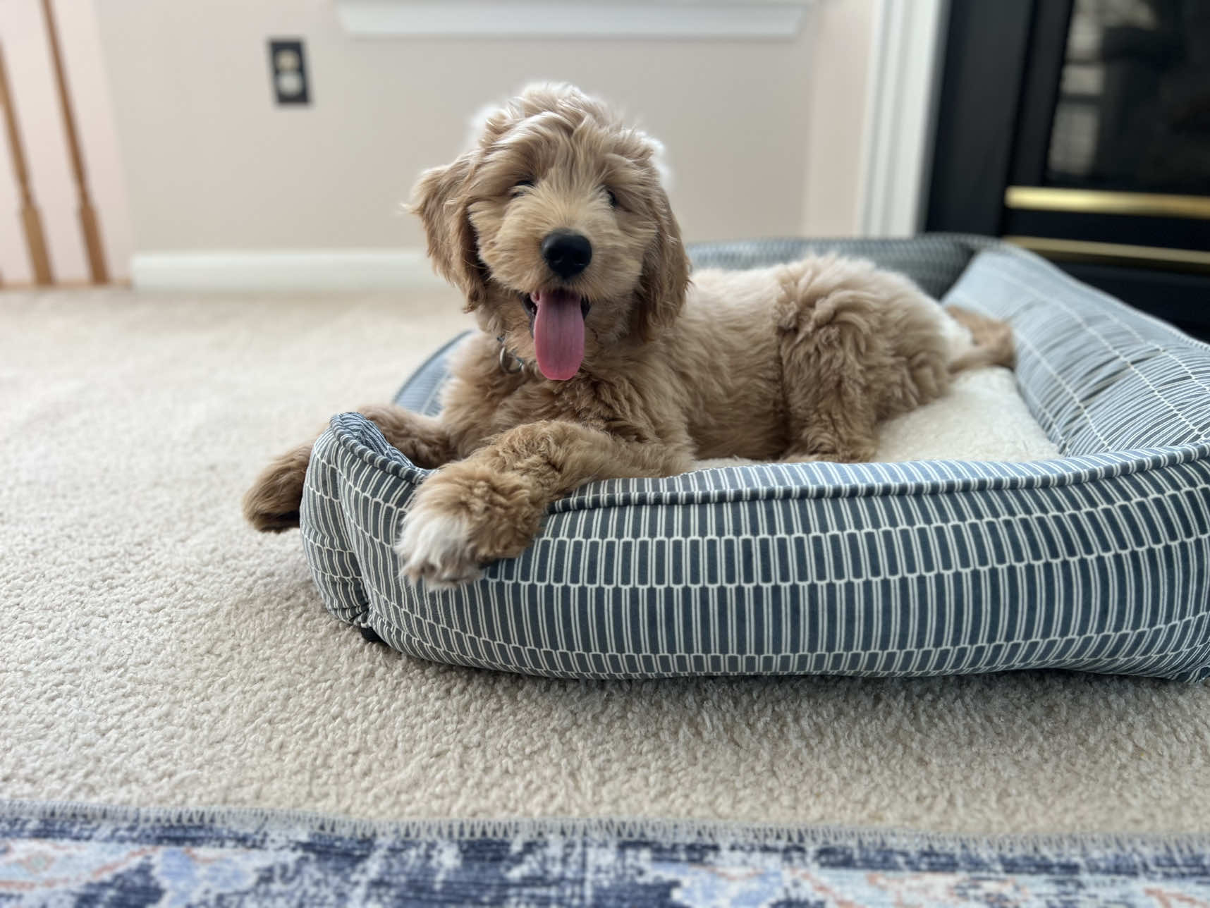 Say goodbye to my 3rd bed I’m a goldendoodle I don’t need to sleep! #goldendoodle 