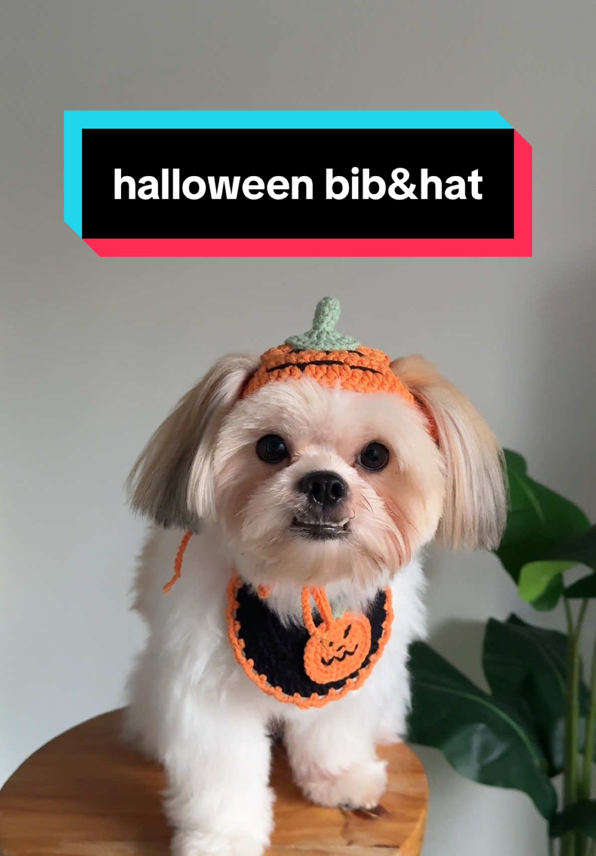 sobrang pa-cute lang ang furbebe para sa halloween soon 👻 #dogsoftiktok #dogoutfit #doghalloween #doghalloweencostume #fyp 