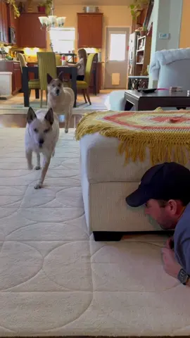 Prank #dog #pet #animals #dogsoftiktok #funnydog #doglife #fyp #haha 