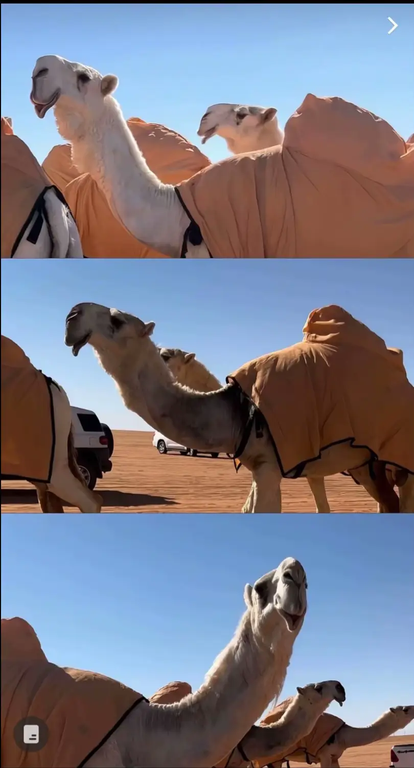 كان عندك شيء حول على الشوط وتعال #رعاده #موقفه_الوضح #البل #اكسبلور #متابعه 