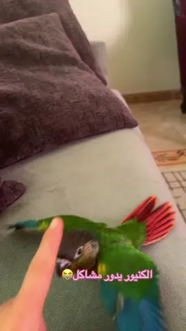 #طيور_الزينة #كنيور🦜🤍 #اكسبلورexplore #كروان_الصعيد_احمد_عادل🎤💙🎵 