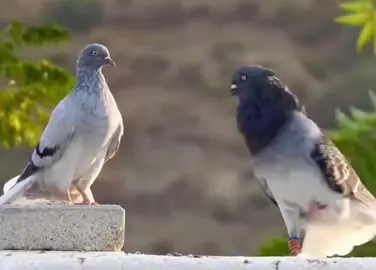 Pigeon lovers 🕊 #pigeon #fyp #tiktok #explore #foryou 