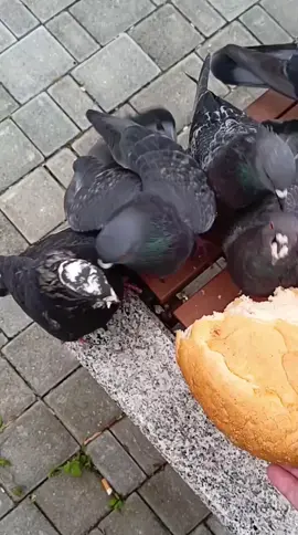 #angrykfc #pigeon #kfc #fyp #angrybirds #100k #funnyvideo #food #muckbang #vladivostok #кфс #злойголубь #босскфс #еда #голубь #докс #опездол #владивосток