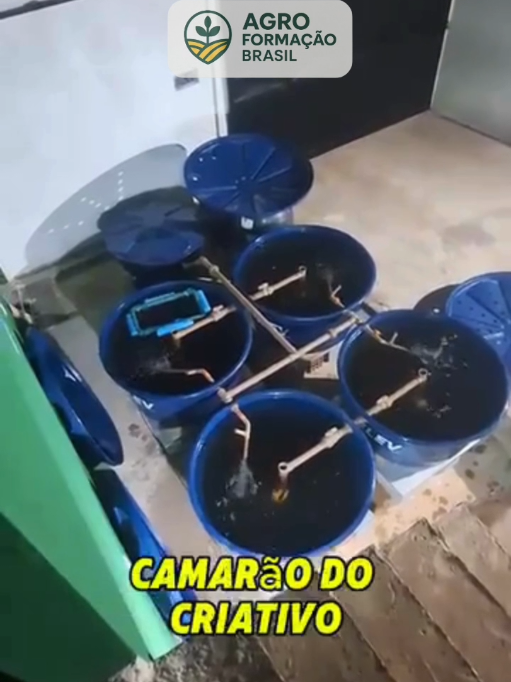 🔥 Quer transformar uma simples caixa d’água em uma fonte de renda extra? 🔥 No Projeto Camarão Lucrativo, você aprende, passo a passo, como criar camarões em casa, com baixo investimento e retorno rápido! ✅ Vídeo Aulas completa de montagem e manejo ✅ Técnicas testadas para maximizar a produção ✅ Suporte direto para tirar todas as suas dúvidas ✅ Lucro médio de R$2.000 a R$5.000 no primeiro mês
