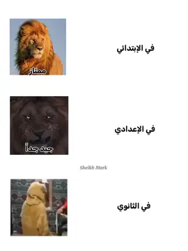 سيمبا قادم 😂😂#تصميم_فيديوهات🎶🎤🎬 #7amid_1_ #fpy #gpx #forou 