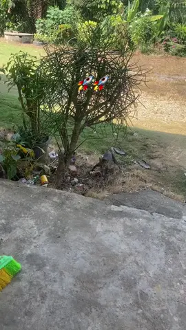 kucing bisa terbang apa lagi manusia 