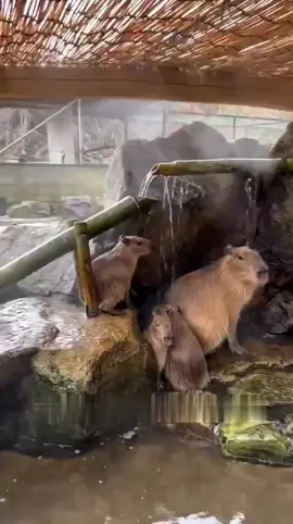 Capybara Hewan Santuy Yang Jadi Sahabat Semua Hewan☝️ #reelviral #fypviralシ  #hewan #capybara  #hewan  Informasi Al