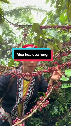 Mùa hoa quả Rừng 
