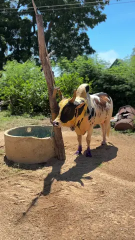 วันที่ 29 คู่ 2 รอบเช้า สนามชนโคทุ่งทะเหลวง ฝากเป็นกำลังใจ ให้ลายวีรยุทธด้วยน่ะครับ #บ้านหลุมวัวชน💸🏆🎉💕 