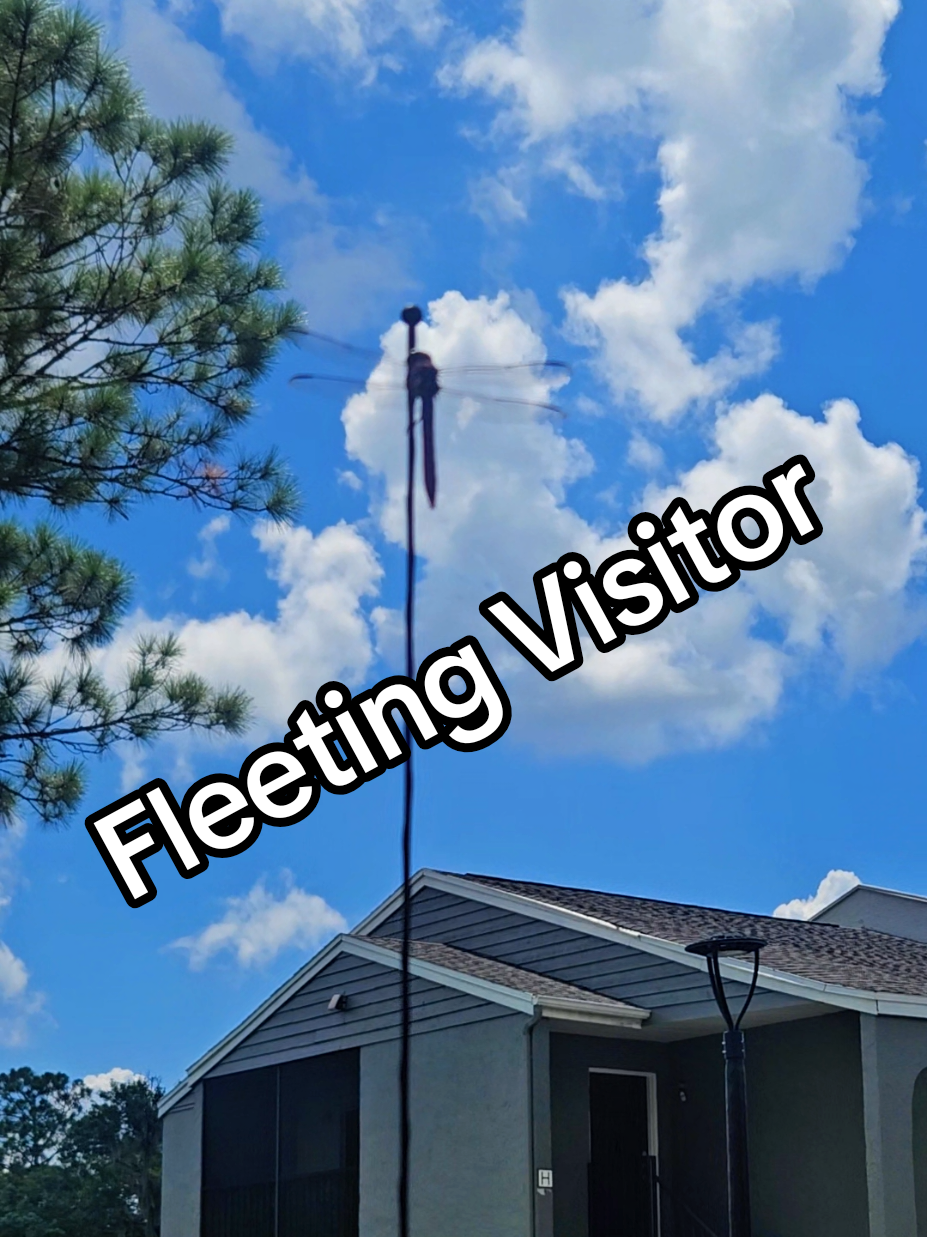 A fleeting visitor, a stunning sky, and suddenly the world is a Beautiful View. #BeautifulView #Dragonfly  #ScenicView  #SkyVibes  #NatureChronicles
