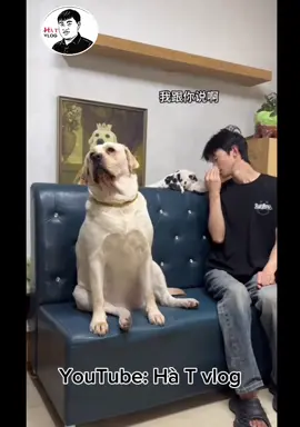 Thằng cọt này vô duyên thật #cọt #hàt #hàtvlog #dog #cat 