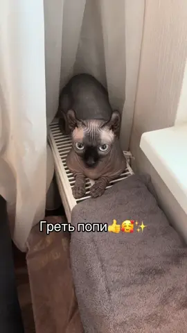Не хочет мыть 😭 #лысикоти #лысипопи #сфинкс #животные #sphynx 