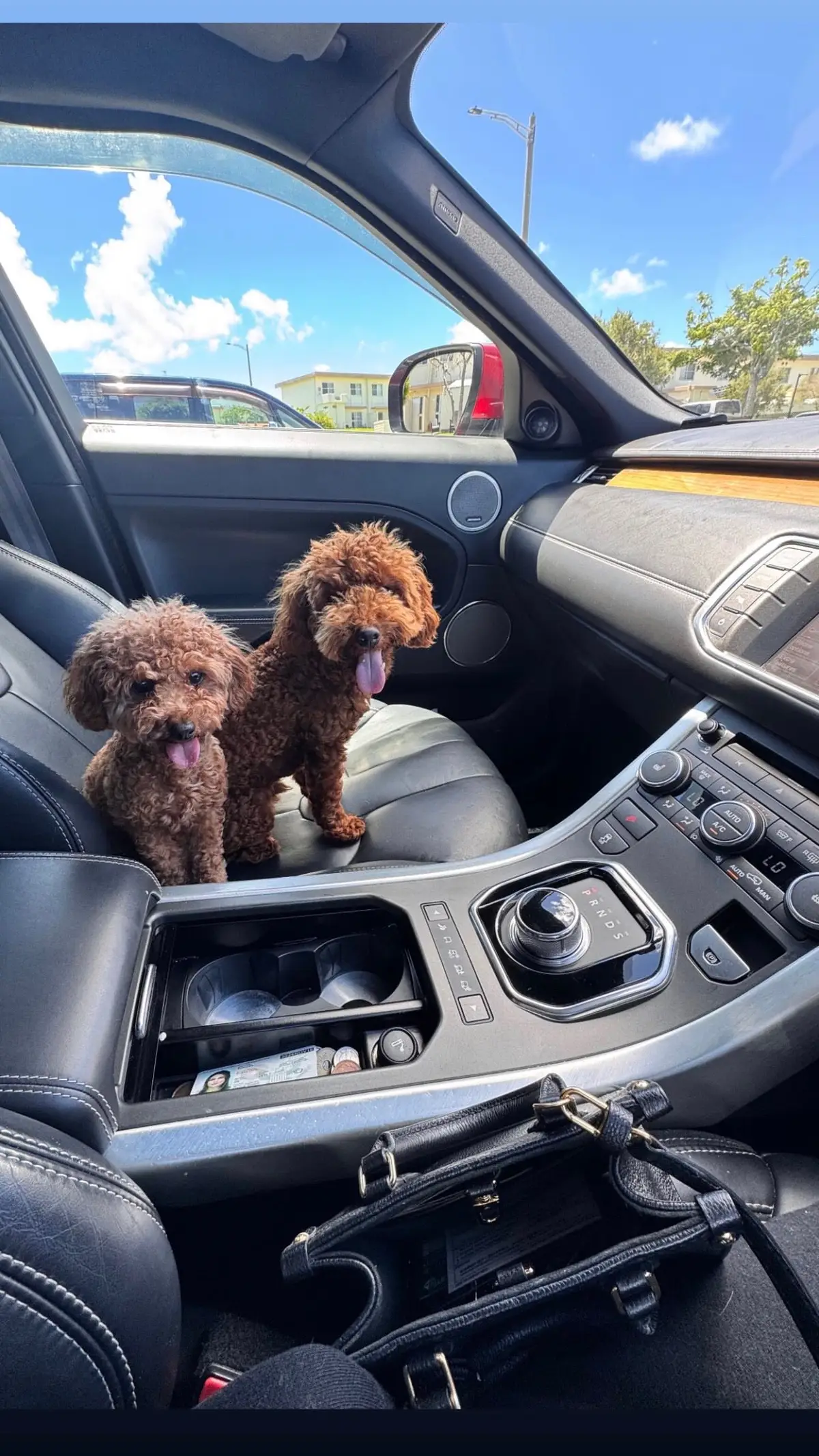 #dog #torythomamas #Love #tattoo 