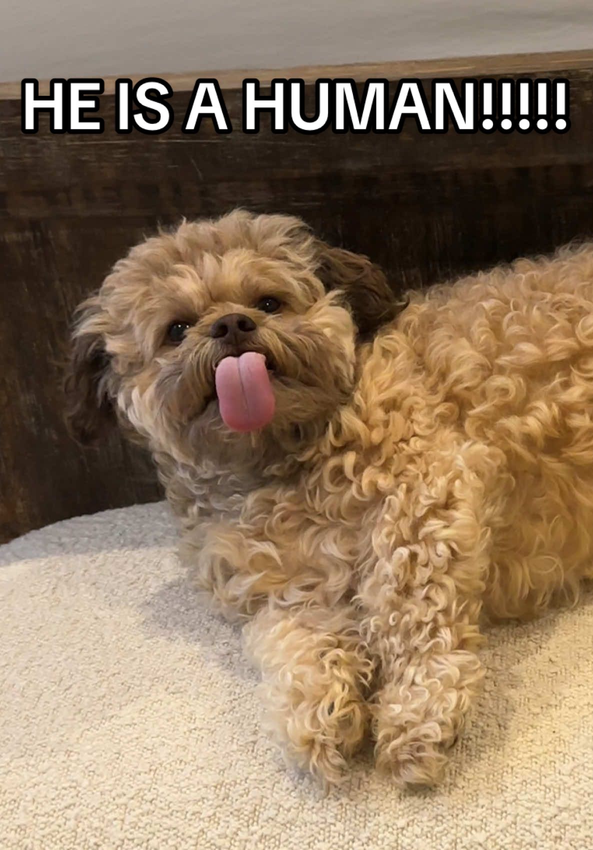 WHAT ON EARTH DID WE JUST WITNESS???? #fypdog #sillydog #sassydog 