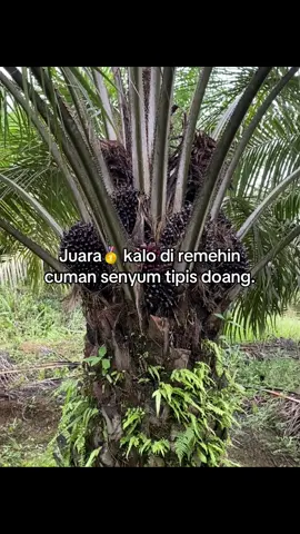 #petanisawit🌴  #fyp 