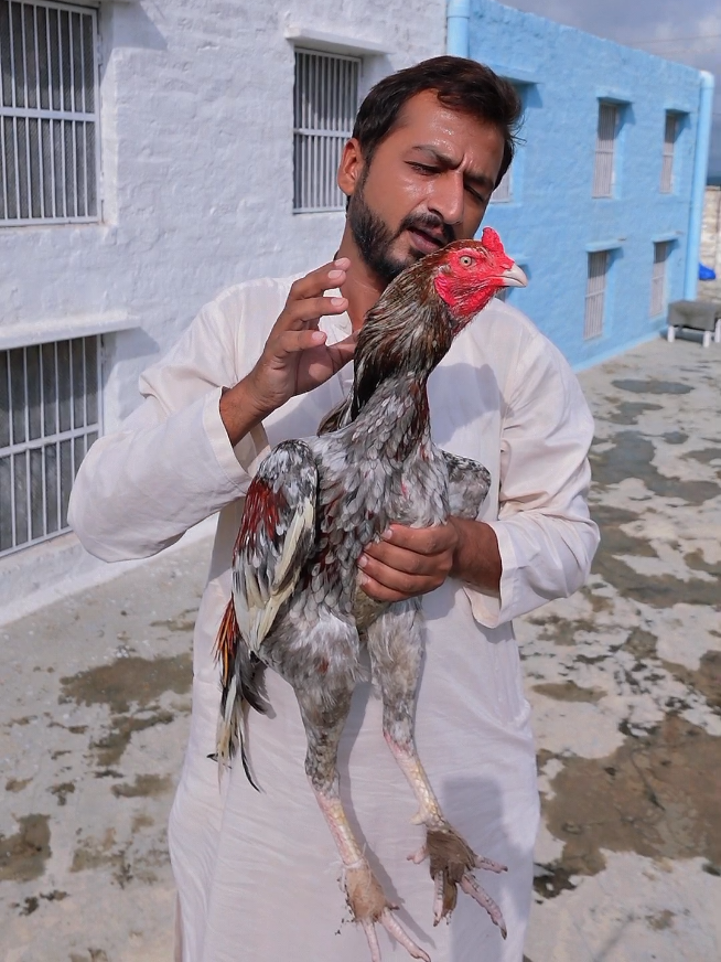 Saleta Breed ✔️ #tiktok #foryoupage #aseelmurga #aseellovers #malikadnanaseel 